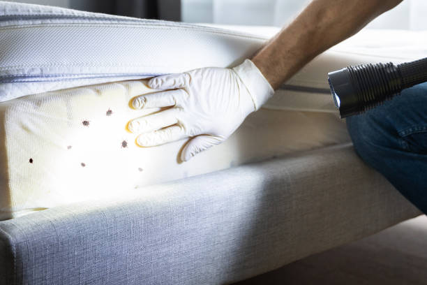 Best Local Pest Control Services  in Grant, AL